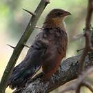 Coucal à sourcils blancs