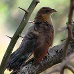 Coucal à sourcils blancs