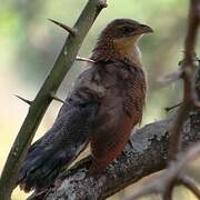 White-browed Coucal