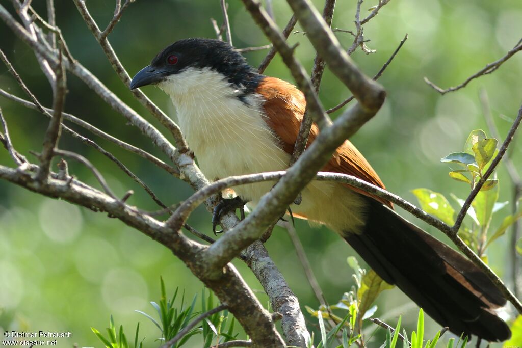 Coucal de Burchelladulte