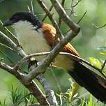 Coucal de Burchell