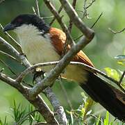 Burchell's Coucal