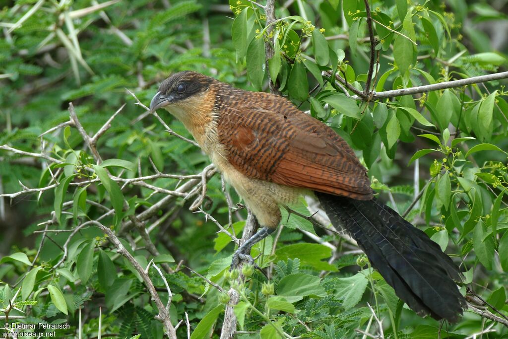 Burchell's Coucalimmature