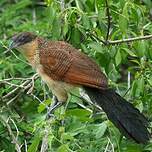 Coucal de Burchell