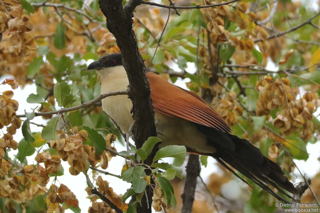 Coucal du Sénégaladulte