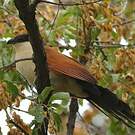 Coucal du Sénégal