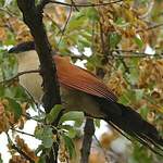 Coucal du Sénégal