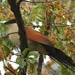 Coucal du Sénégal