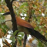 Senegal Coucal