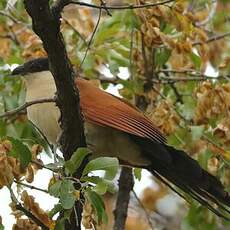 Coucal du Sénégal