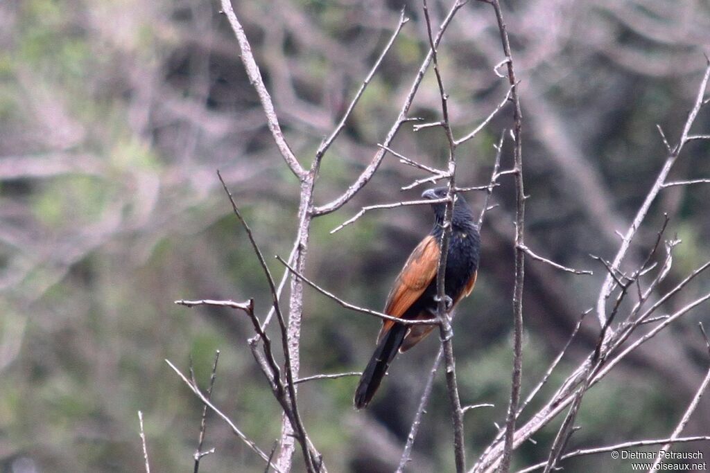 Coucal noiradulte