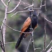 Black Coucal