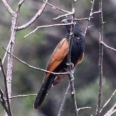 Coucal noir