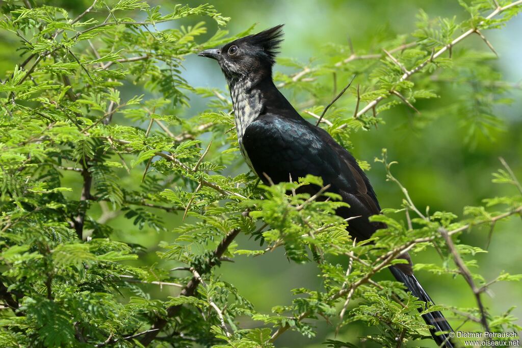 Levaillant's Cuckooadult