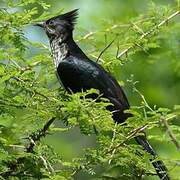 Levaillant's Cuckoo