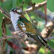 Diederik Cuckoo