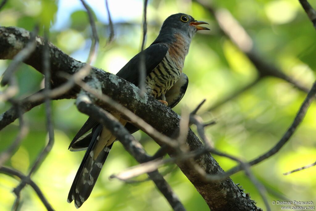 Red-chested Cuckooadult