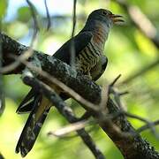 Red-chested Cuckoo