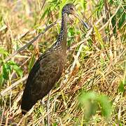 Limpkin