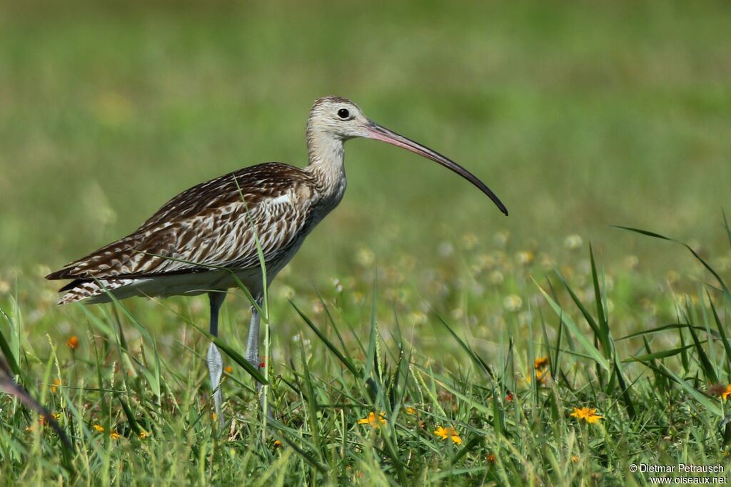 Eurasian Curlewadult