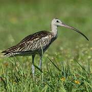 Eurasian Curlew