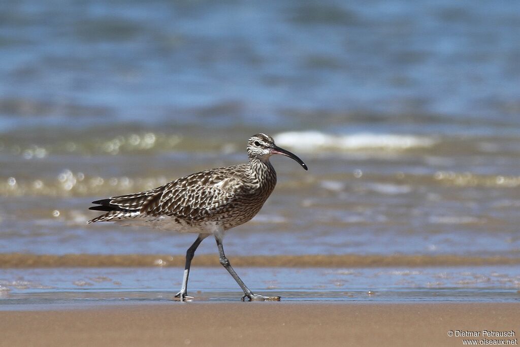 Eurasian Whimbreladult