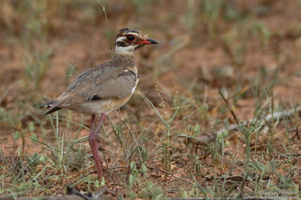 Bronze-winged Courseradult