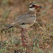 Bronze-winged Courser