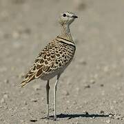 Double-banded Courser