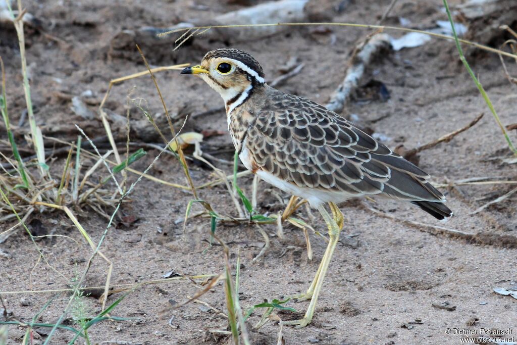 Three-banded Courseradult