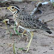 Three-banded Courser