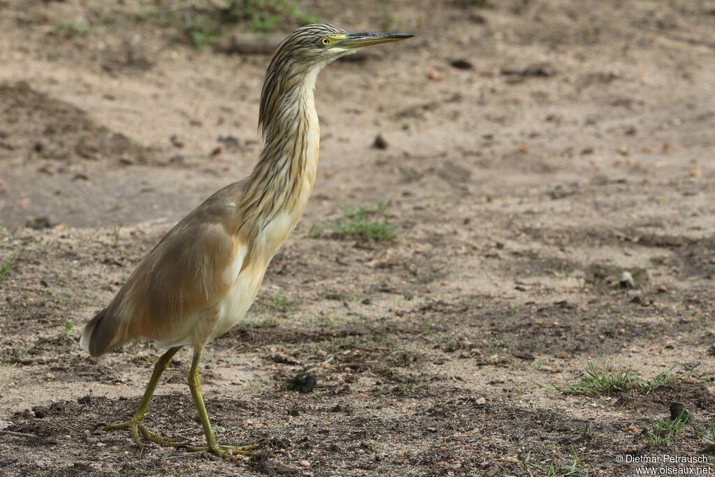 Squacco Heronadult post breeding