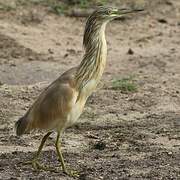 Squacco Heron