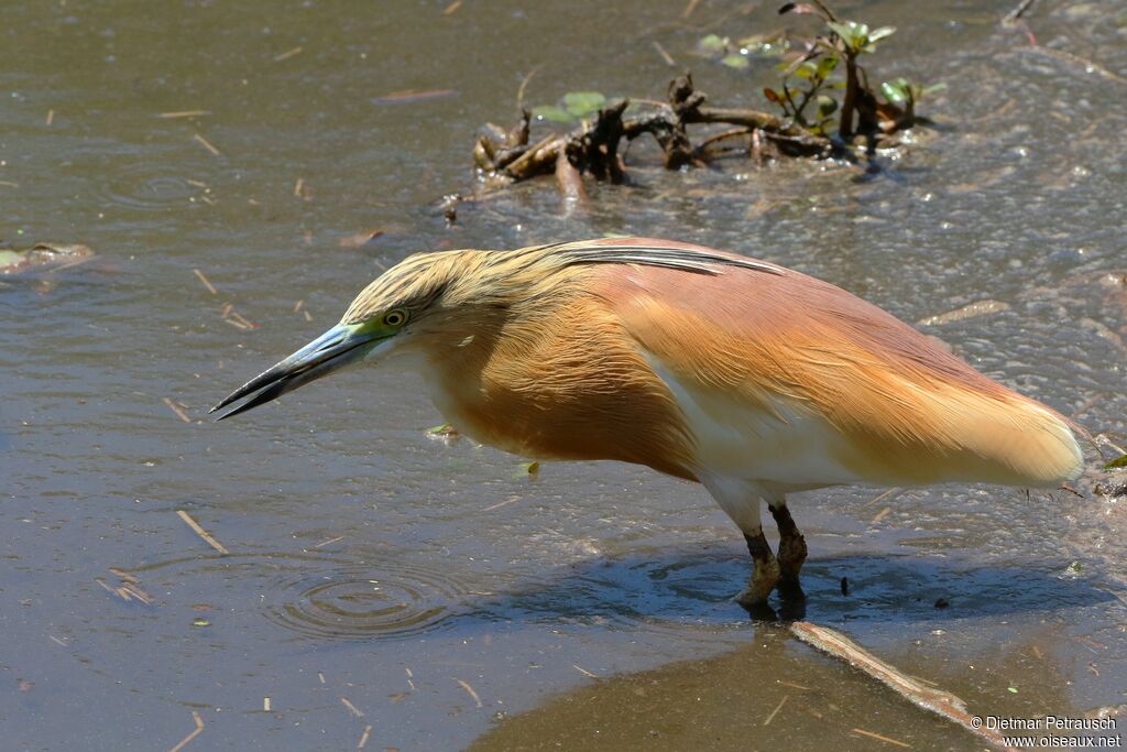 Squacco Heronadult breeding