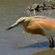 Squacco Heron