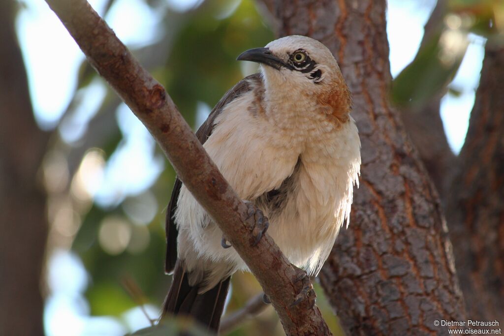 Bare-cheeked Babbleradult