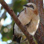 Bare-cheeked Babbler