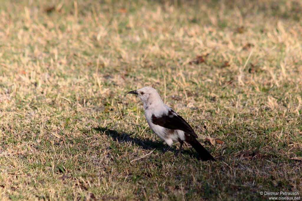 Southern Pied Babbleradult