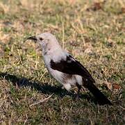 Southern Pied Babbler