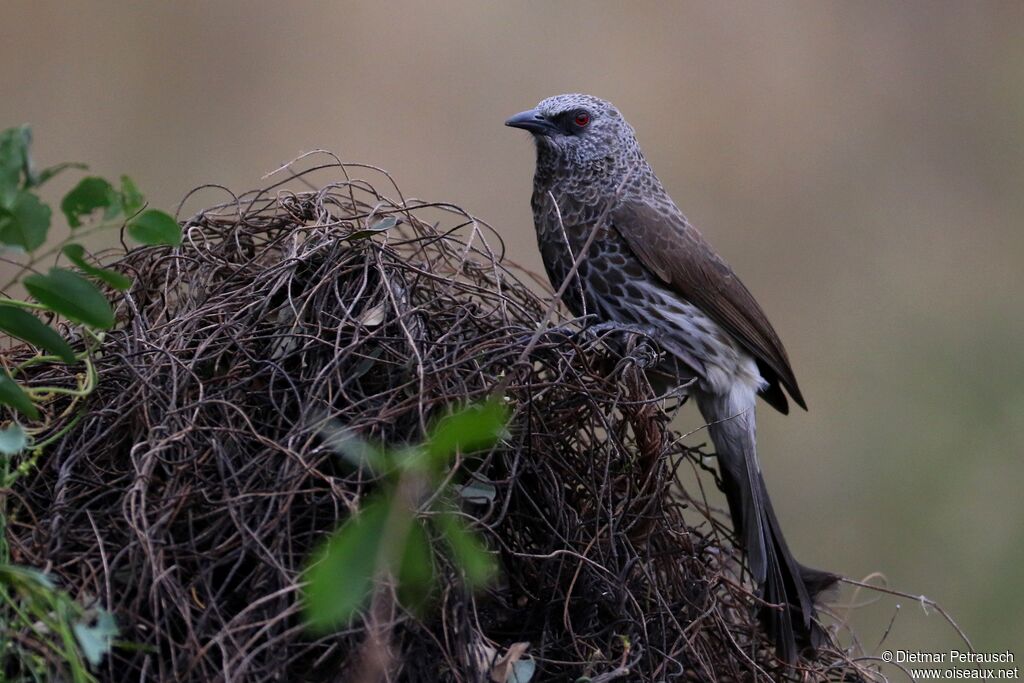 Hartlaub's Babbleradult