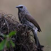 Hartlaub's Babbler