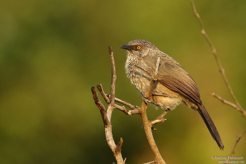 Arrow-marked Babbleradult