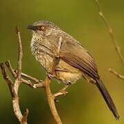 Arrow-marked Babbler