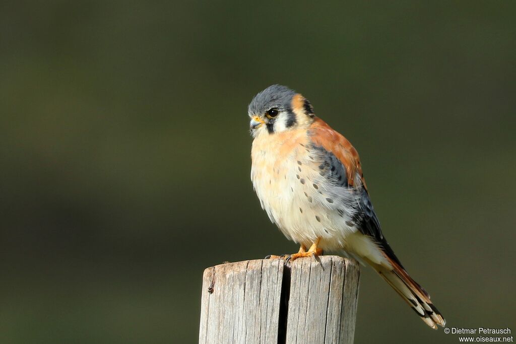 American Kestrel male adult