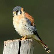 American Kestrel