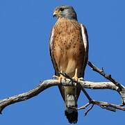 Rock Kestrel