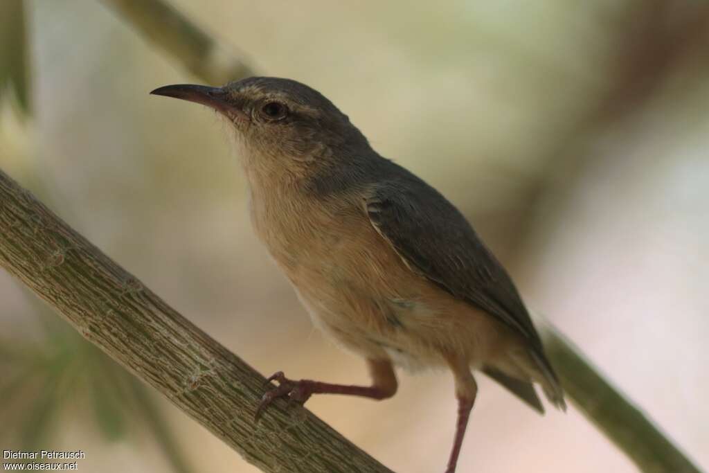 Long-billed Crombecadult, close-up portrait