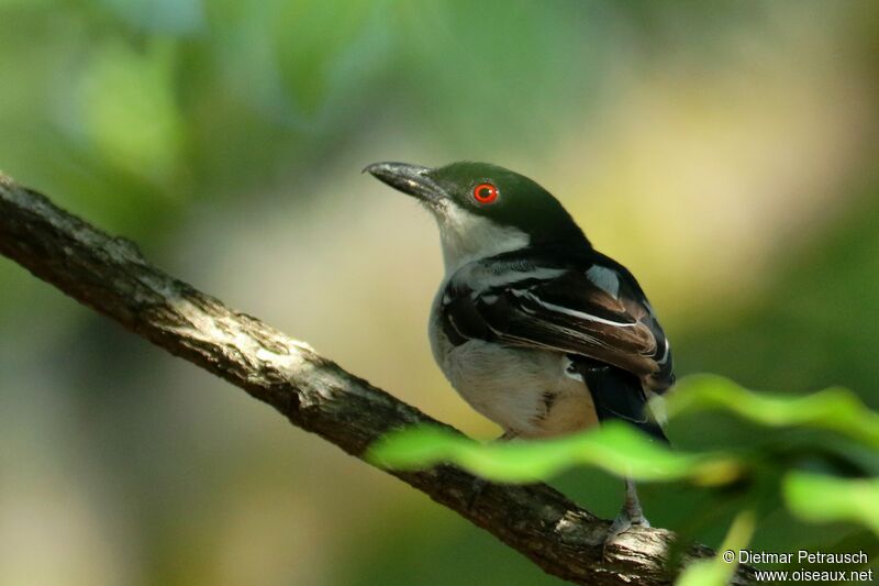 Black-backed Puffbackadult