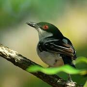 Black-backed Puffback