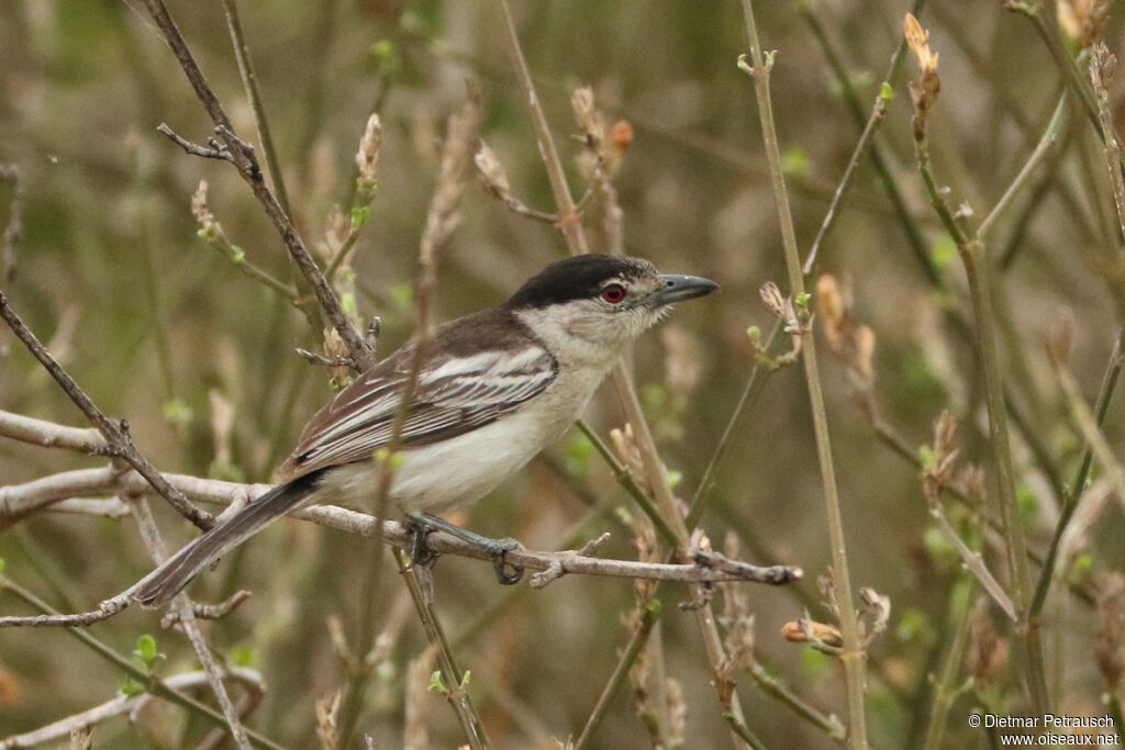 Black-backed Puffbackimmature